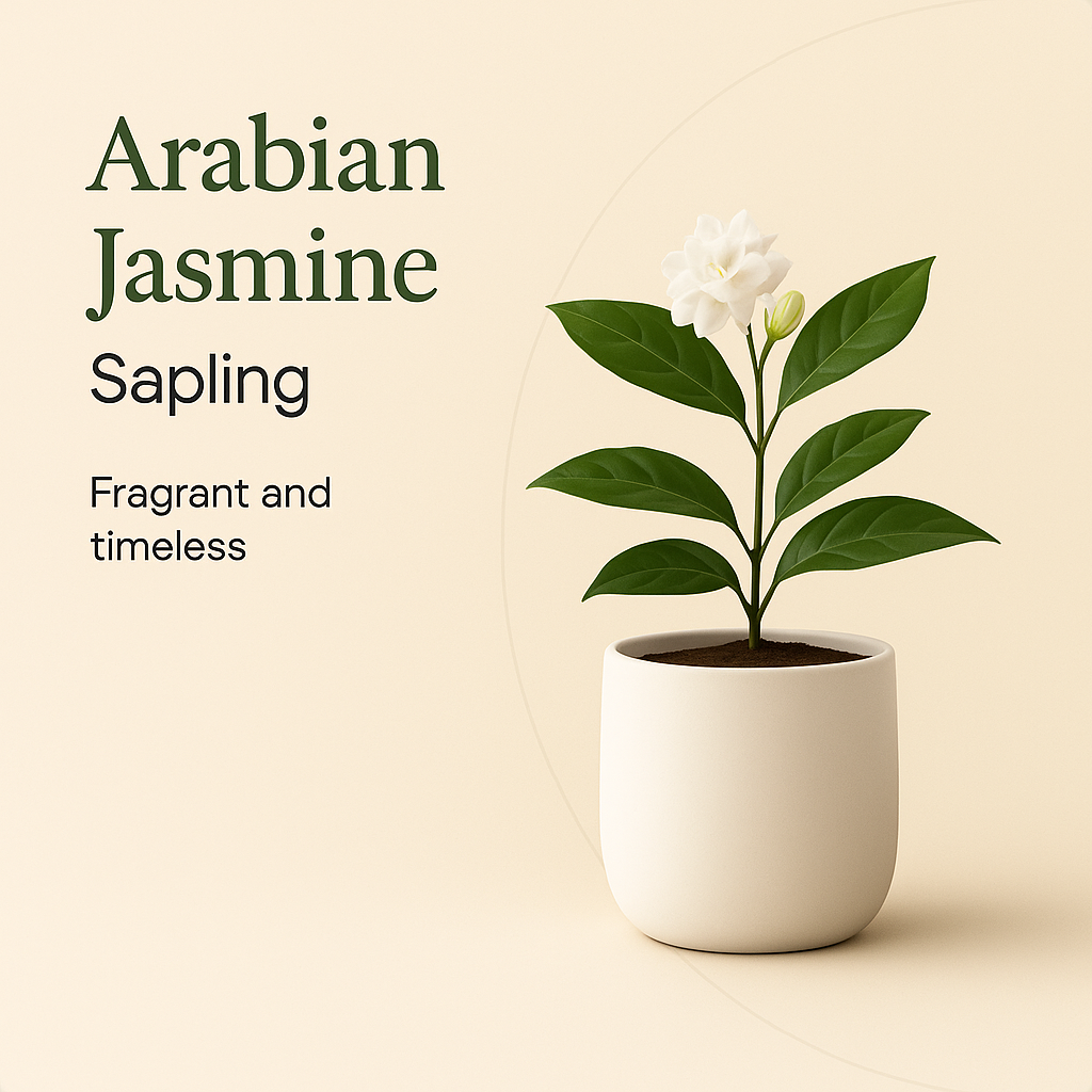 Arabian Jasmine Sapling