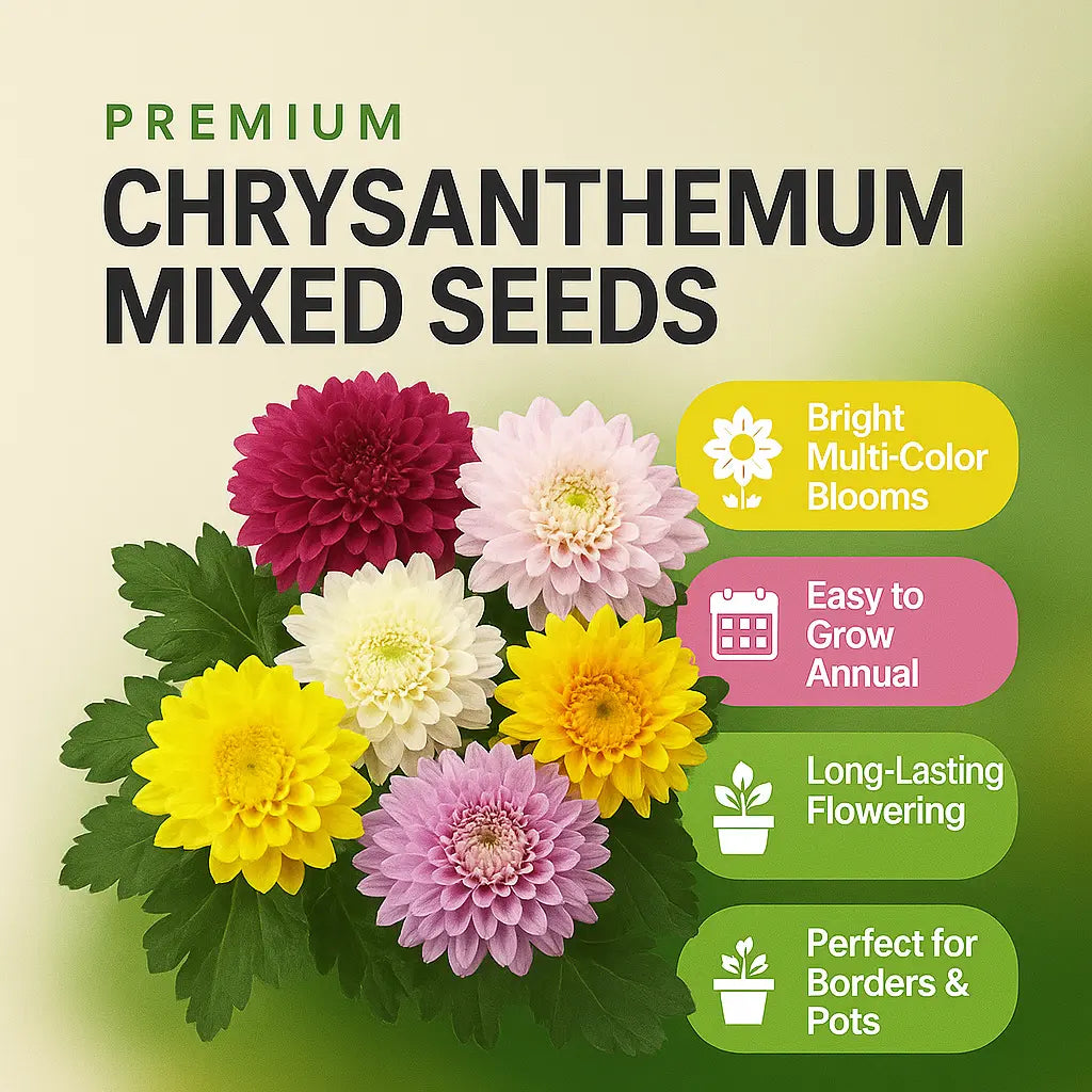 Chrysanthemum Mixed Seeds (Pack of 30)