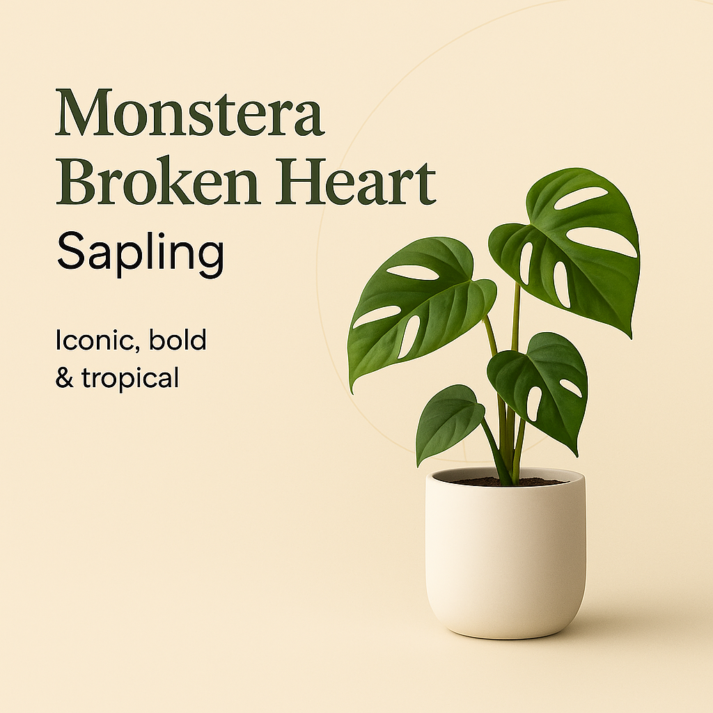 Monstera Broken Heart Sapling