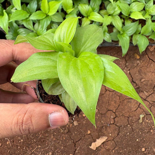 Small green plant held by a hand on a brown soil background