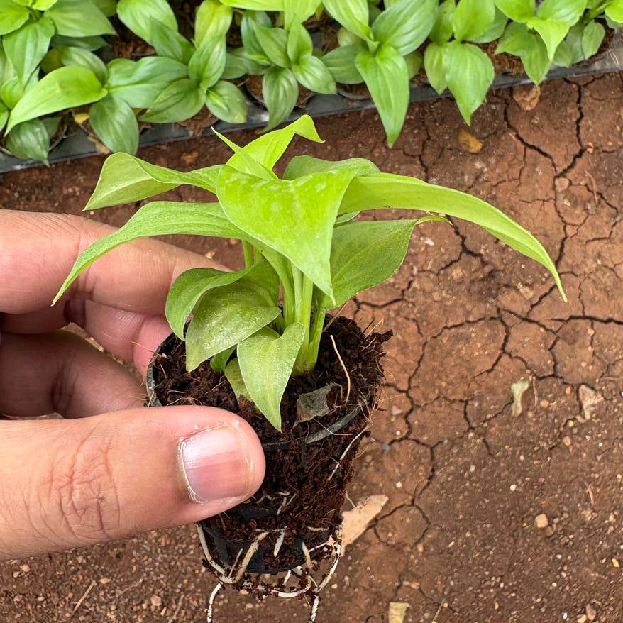 Hand holding a small green plant over a patch of soil