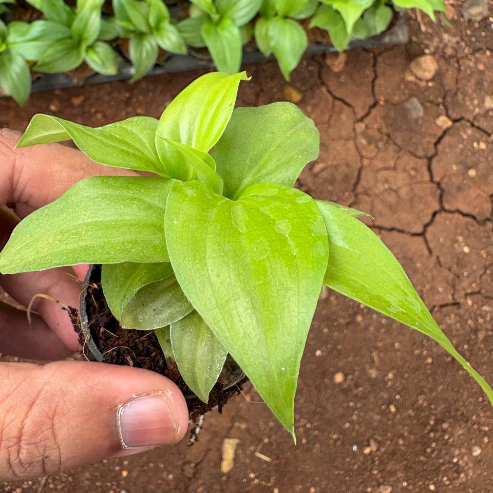 Person holding a small green plant with a cracked brown ground background