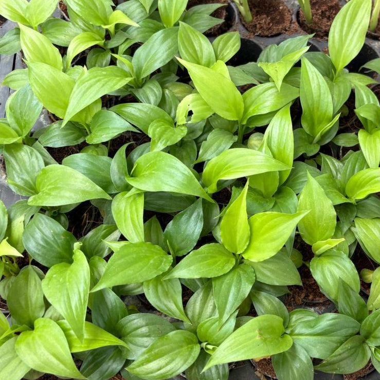 Young green plants in small pots with a brown potting mix background