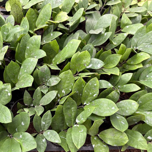 Close-up of green leafy plants in a potting mix