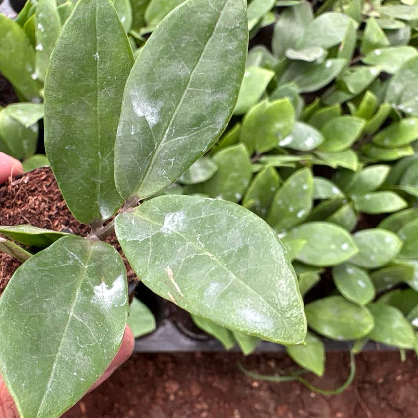 Close-up of a hand holding a small green plant with leaves, with more plants in the background.