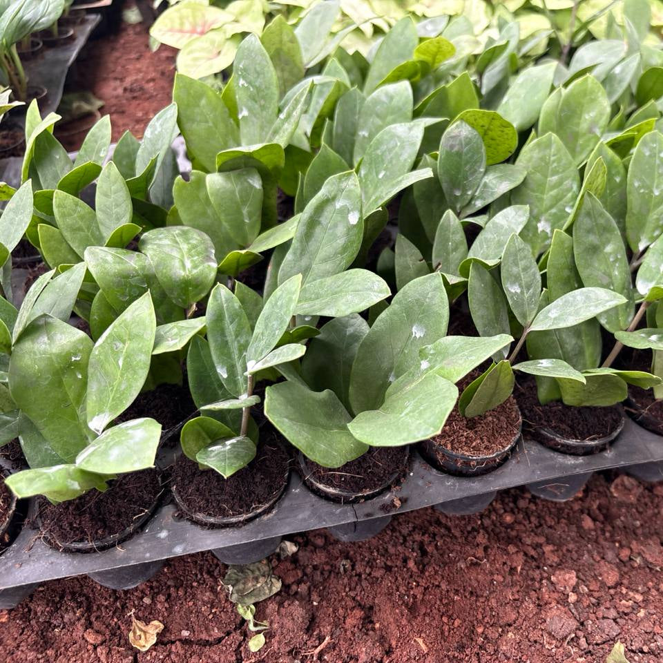 Row of young green plants in small pots on a tray outdoors.