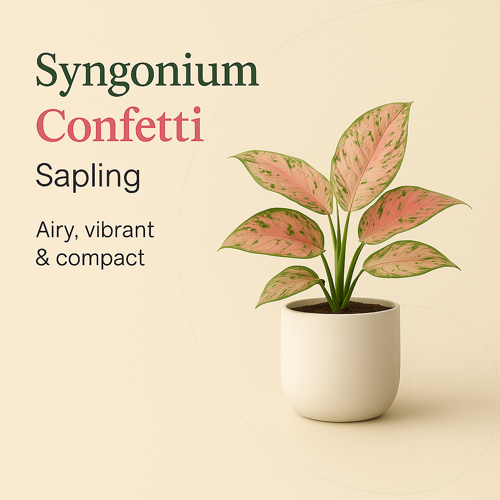 Syngonium Confetti Sapling
