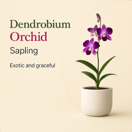 Dendrobium Orchid Sapling