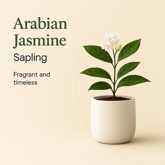 Arabian Jasmine Sapling