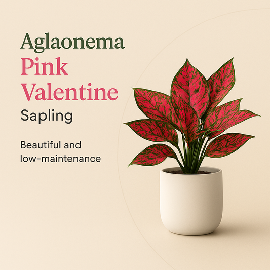 Aglaonema Pink Valentine Sapling