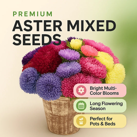 Aster Mixed Seeds (Pack of 10)