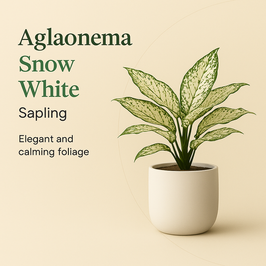 Aglaonema Snow White Sapling