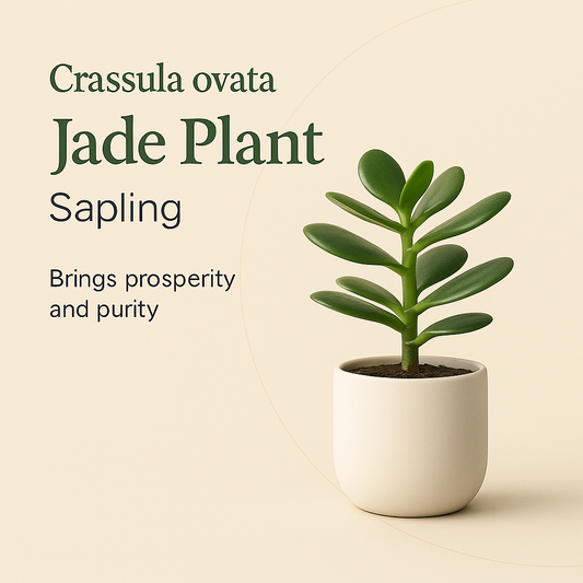 Jade Plant Sapling