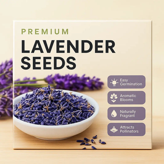 Lavender Seeds (100 Seeds)