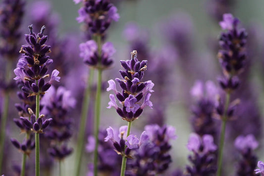 Lavender Seeds (100 Seeds)