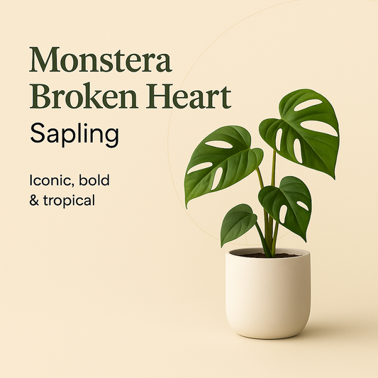 Monstera Broken Heart Sapling