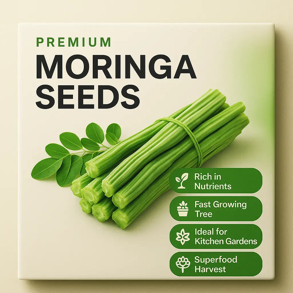 Moringa (Drumstick) Seeds (Pack of 3)