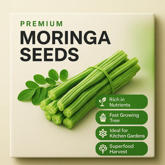 Moringa (Drumstick) Seeds (Pack of 3)