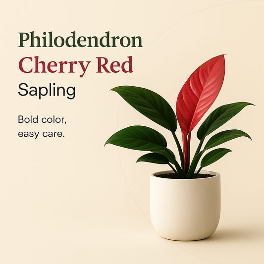 Philodendron Cherry Red Sapling