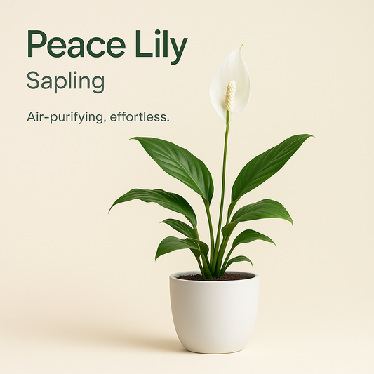 🌿 Air Purifier Trio (Peace Lily + Rubber Plant + Monstera Broken Heart)