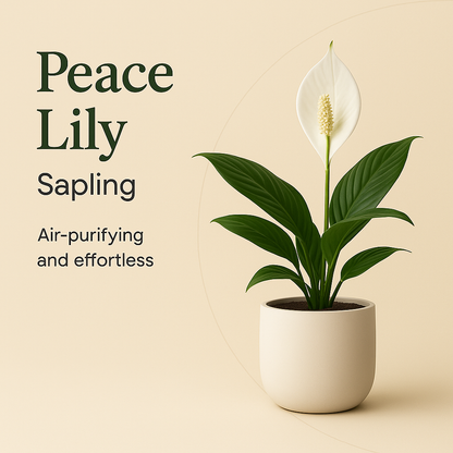 Peace Lily Sapling