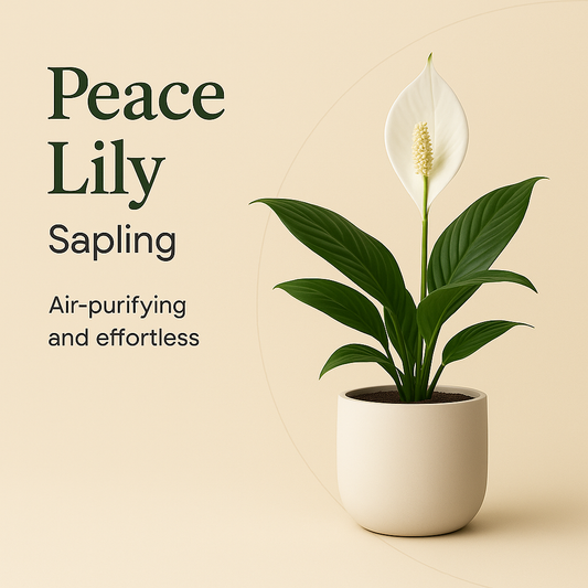 Peace Lily Sapling
