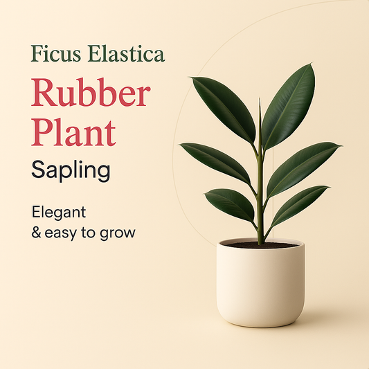 Rubber Plant Sapling