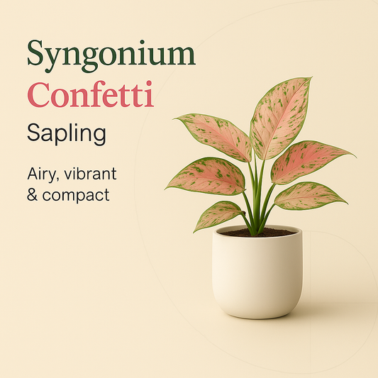 Syngonium Confetti Sapling