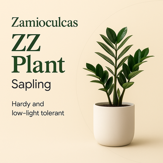 ZZ Plant Sapling